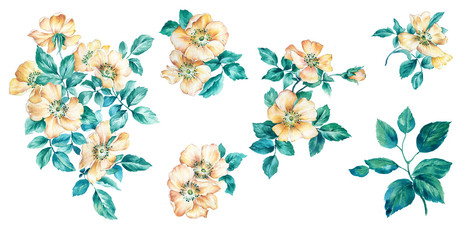 Flowers watercolor illustration.Manual composition.Big Set watercolor elements.