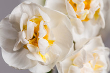 A Closeup Shot Of White Flowers Of Narcissus 'Bridal Crown' Against Smooth Light Background 