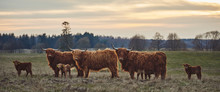 Herd Of Highland Beef Cows On Sunset. Horizontal Landscape 
