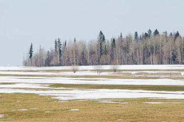 Wall Mural - snow melting in the field in spring