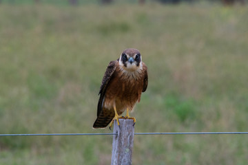 australian hobby resting on a fencepost