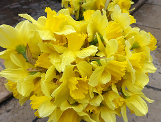 Wall Mural - bouquet de jonquilles