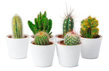Different Types Of Cactus Isolated On White Background, Close Up