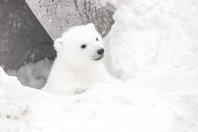Little Polar Bear Cub In Snow Is Sitting And Looking Up
