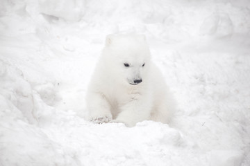 little polar bear cub in snow
