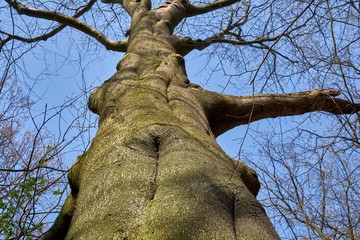 A big old beech tree trunk