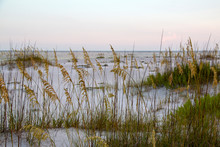 Beach Sand Dunes With Sea Oats At Sunset