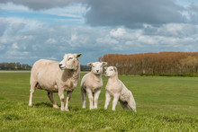Lambs And Sheep On The Dutch Dike By The Lake IJsselmeer,Spring Views , Netherlands Noordoostpolder Flevoland