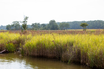 Wall Mural - Weeks Bay Fish River wildlife preserve Park marsh meadows and forests around Bay in Alabama