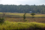 Fototapeta Sawanna - Weeks Bay Fish River wildlife preserve Park marsh meadows and forests around Bay in Alabama