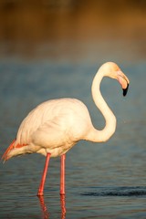 Wall Mural - Greater flamingos (Phoenicopterus roseus) standing in water, Camargue, France, Pink birds, wildlife scene from nature. Nature travel in France. Flamingo with clear background, mediterranean vacation