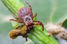 Tick, Dangerous Parasite And The Carrier Of Infection Sits On A Branch