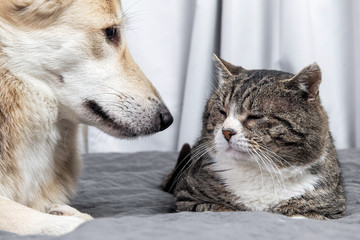 Wall Mural - Kind mongrel dog looking at aged cat resting on sofa