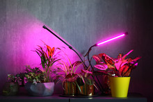 Phytolamps Illuminate Potted Plants On A Shelf In A Room