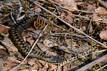 Sticker - Kreuzotter (Vipera berus) Männchen / common adder (male)