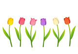 Fototapeta Tulipany - Colorful tulips flower set isolated drawing. Vector illustration