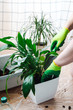 Man gardener transplanting houseplant Spathiphyllum.  Spring home gardening concept.