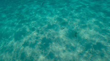 Ripples of sunlight underwater on sandy ocean floor with two camouflaged weever fish.