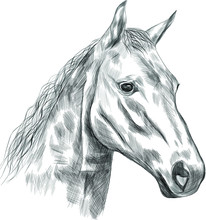 Horse Black White Head Sketch  Vector Illustration