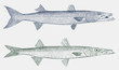 Great barracuda sphyraena and northern sennet sphyraena borealis in side view