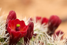 Close Up Of Red Hedgehog Cactus Flowers Echinocereus Coccineus On Top Of Barrel Cactus