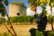 Grapes and medieval tower in vineyard in region Medoc, France