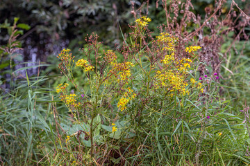 Sticker - Closeup of wild plants in bloom and overblown. Narrow-leaved ragwort is yellow flowering in the foreground. Autumn is coming.