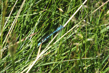 Wall Mural - A blue damselfly camouflaged in the long grass