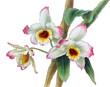Watercolor orchid dendrobium branch, hand drawn floral illustration isolated on a white background.