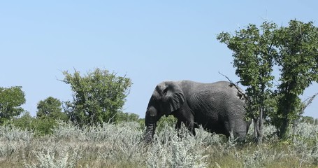 Wall Mural - majestic african elephant in etosha game reserve, botswana safari wildlife