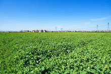 Large Area Of Green Farmland In Sunny Days