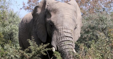 Wall Mural - majestic wild african elephant in pilanesberg game reserve. south africa wildlife safari.