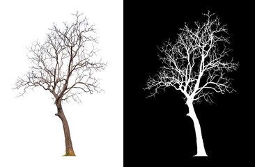 Wall Mural - isolated tree without leave on white background