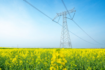 High voltage transmission tower in rape field