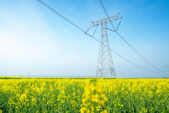 Wall Mural -  - High voltage transmission tower in rape field