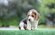 © Thanunchai - Adorable beagle in summer morning.Cute beagle puppy sit on green grass