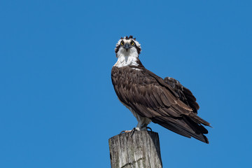 Wall Mural - An Osprey perched on a piling.