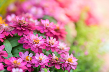 Wall Mural - Pink Zinnia flower in garden.