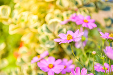 Wall Mural - Cosmos flower in garden.
