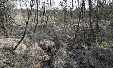 Canvas Print - Venner Moor bei Münster - Venner Moor near Münster