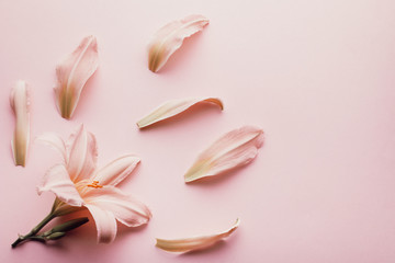 Beautiful pink lily flowers in a present box flat lay on pastel table top, spring card, top view. Spring or summer card with flowers, top view, copy space