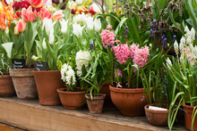 Group Of Spring Flowers In A Ceramic Pots