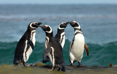 Wall Mural - group of magellanic penguins standing on a shore