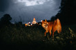 shiba inu dog walking outdoors at night