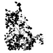 © Oksava - Branches, rose bush. Vector illustration. Black silhouette.