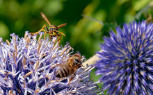 Wildlife, Insects, Spring - Two Wasps Sit On A Flowering Thistle And Collect Nectar.