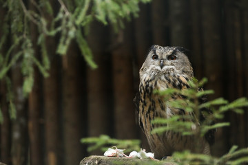 Big owl on a tree with green plants isolated on a wooden background