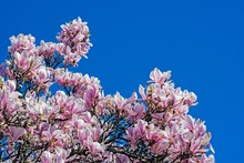 Closeup Shot Of Cherry Blossom Trees Under A Clear Blue Sky