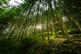 Fototapeta Dziecięca - Beautiful forest panorama with bright sun shining through the trees