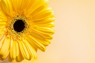 Yellow gerbera flowes close-up